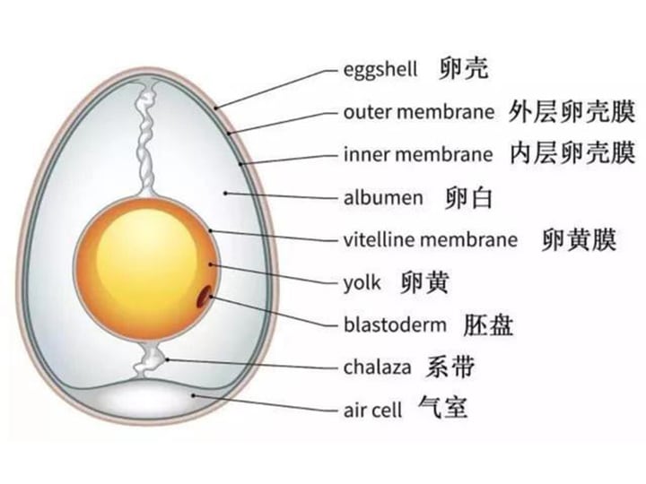 Structure of eggs