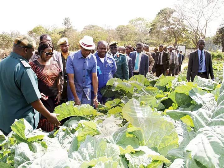 Zambia vigorously develops agriculture